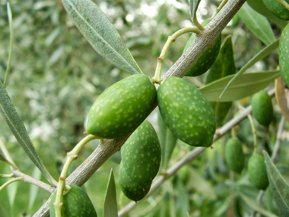 High Phenolic Olive Oils
