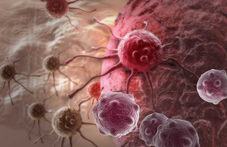 Extra virgin olive oil containing natural oleocanthal and other phenolic compounds studied in cancer cell research